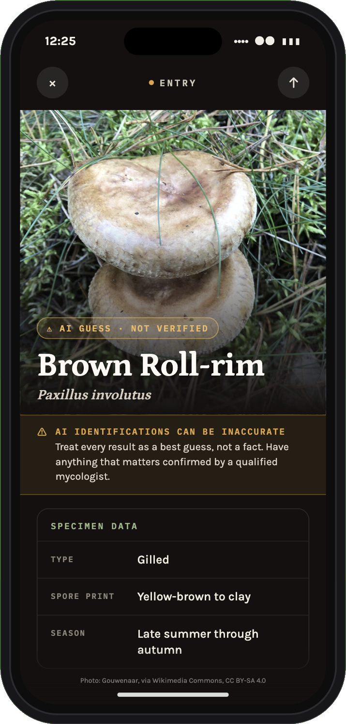The Mushroom Identifier app showing an identified Brown Roll-rim with its specimen data